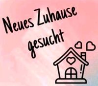 ☆☆Familie sucht neues Zuhause in Wissen oder Hachenburg!☆☆ Rheinland-Pfalz - Hachenburg Vorschau
