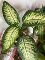 Dieffenbachia seguine „Tropic Snow“ (Pflanze) Baden-Württemberg - Meckenbeuren Vorschau