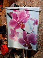 Wandbild Orchideen gross Hessen - Greifenstein Vorschau