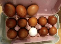 Keine Bruteier Marans Bayern - Langerringen Vorschau