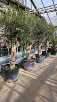 Olivenbaum Olea europea Gartenpflanze Hessen - Wiesbaden Vorschau