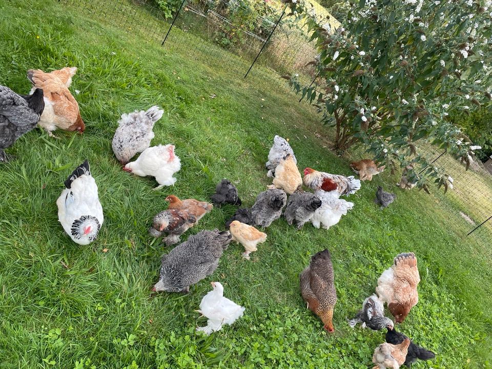 Hühner haltung für Einsteiger - Schnupperzeit im Hühnerstall in Colditz