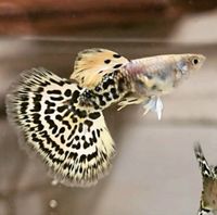 Leopard body Guppy Nordrhein-Westfalen - Mönchengladbach Vorschau