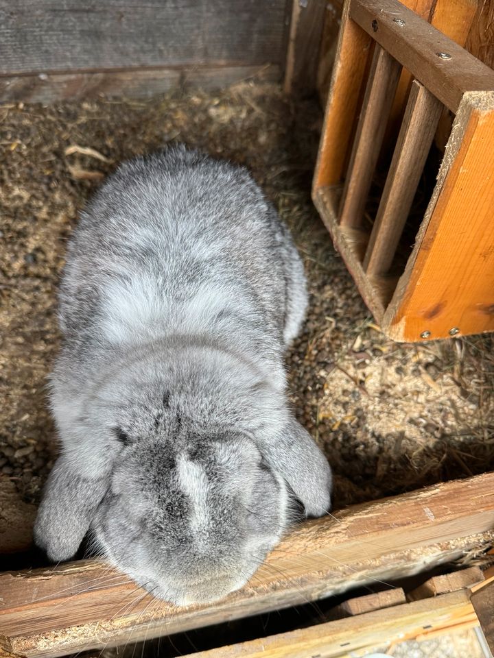 Schlappohr Hase in Traunreut