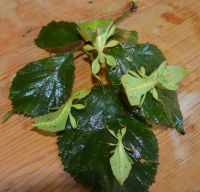 Wandelnde Blätter (Phyllium philippinicum) Niedersachsen - Isernhagen Vorschau