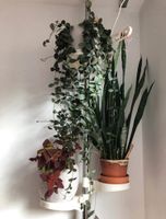 Indoor plant stand / Pflanzenstand München - Maxvorstadt Vorschau