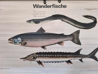4x Lehrkarte Fische / Schulkarten / DDR / vintage / alt Bayern - Würzburg Vorschau