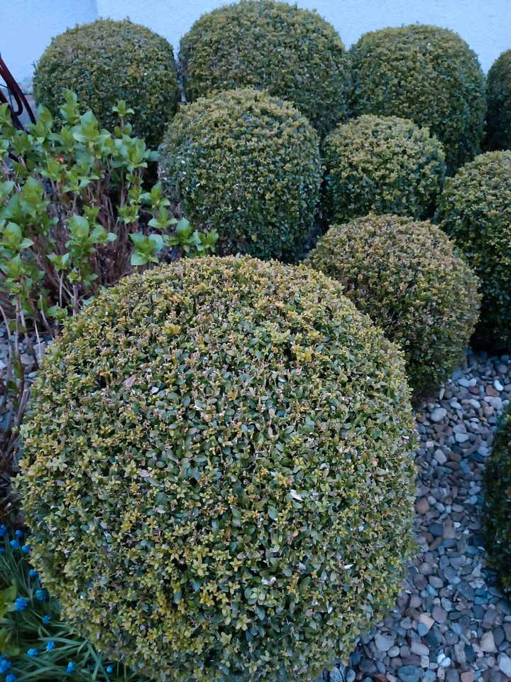 GÜNSTIG Hecken schneiden, Rollrasen, Rasen, Gartenpflege in Heilbronn