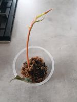 Philodendron Brazil Kopfsteckling Hessen - Gießen Vorschau