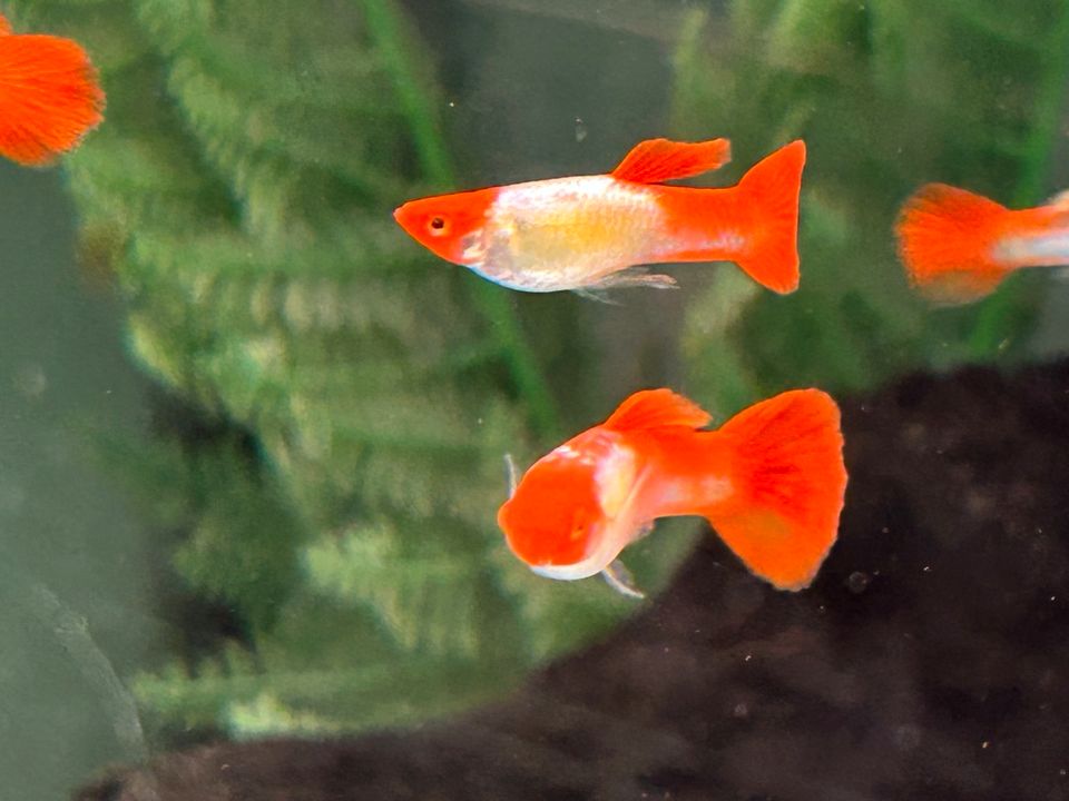 Koi Red Cap  Guppy 3-3,5cm  Männchen u. Weibchen in Rangendingen