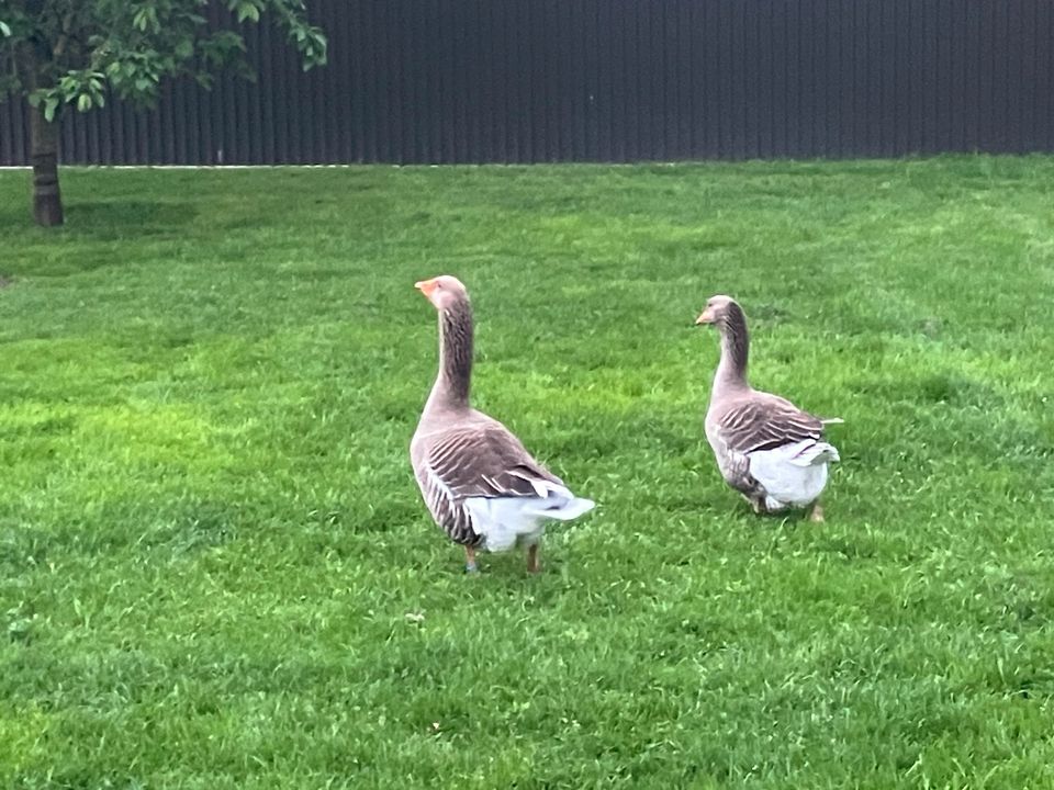 Pommergänse zuchtparr in Wittendörp