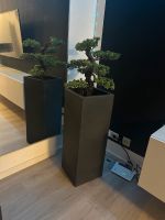 Fake Pflanze Bonsai Nordrhein-Westfalen - Steinhagen Vorschau