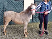 Pony Welsh A mit Papier 1 Jahr 850 euro Wietmarschen - Nordlohne Vorschau
