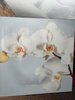 Leinwand 3er Set Orchidee, Blume groß Nordrhein-Westfalen - Ibbenbüren Vorschau