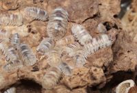 Armadillidium espanyoli „marbleized“ - Asseln, isopod, Wirbellose Rheinland-Pfalz - Fleringen Vorschau