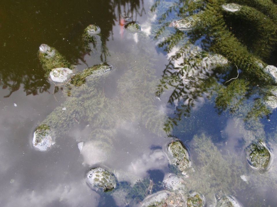 Hornkraut große Portion aus Gartenteich Sauerstoffpflanze in Einhausen