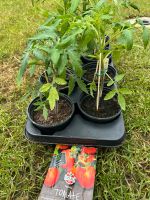 Tomatenpflanzen Green Zebra und Tigerella Sachsen-Anhalt - Allstedt Vorschau