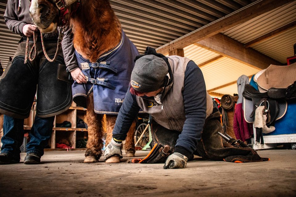 Hufkurs Hufseminar HufpflegeAusbildung für Pferdebesitzer in Rodewald