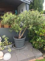 Olivenbaum original aus Italien (Toscana) Nordrhein-Westfalen - Alsdorf Vorschau