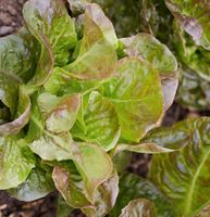 Pflänzchen Pflanzen Baquieu Salat, verschiedene Größen, 12 Stück Bayern - Schöllkrippen Vorschau