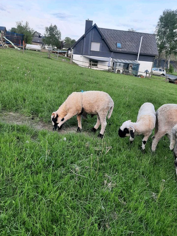 Walliser schwarznasen  Schaf Lamm Bock in Erndtebrück