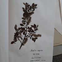 Herbarium 29 Sammelmappen Niedersachsen - Sande Vorschau