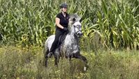 Þórdís - junge, mutige Naturtölterin! Niedersachsen - Schneverdingen Vorschau