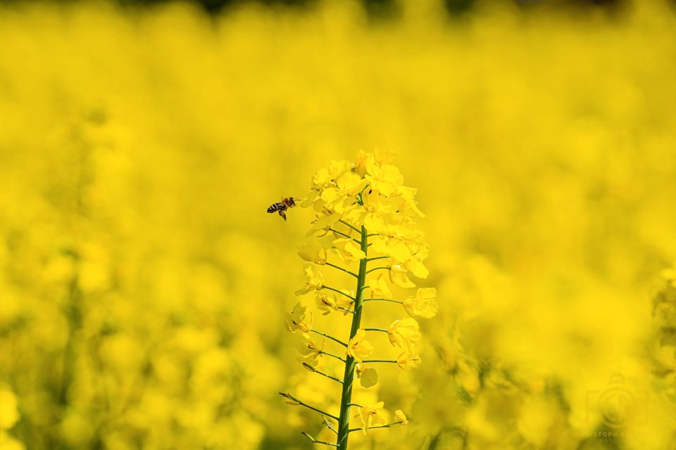 Fotograf mit Herzblut in Wittbek