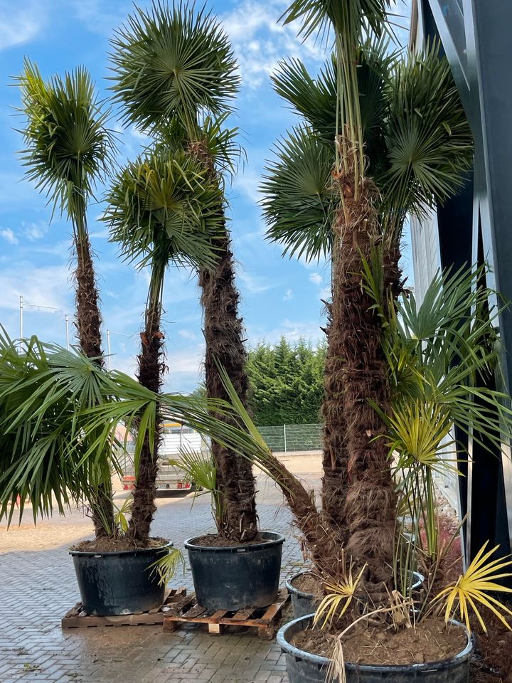 Trachycarpus 2er Multistamm Mehrstämmige Palme Fortunei in Ettenheim