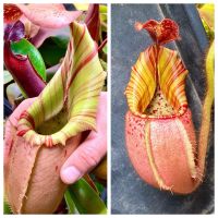 Nepenthes Samen (veitchii, uvm.) Baden-Württemberg - Weinheim Vorschau