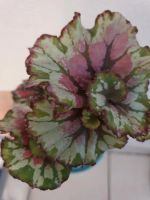 Ableger Stecklinge begonia Rex begonie Nordrhein-Westfalen - Rhede Vorschau