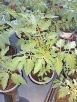 Tomatenpflanzen preiswert Sachsen - Ostrau Vorschau