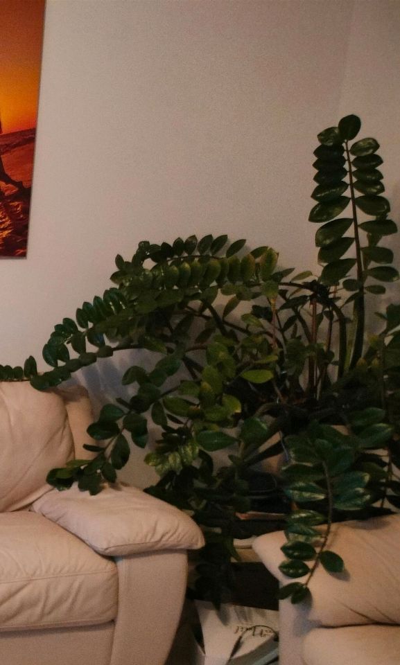 Glücksfeder Zamioculcas - Blatt Ableger Pflanze Zimmerpflanze in Kissing