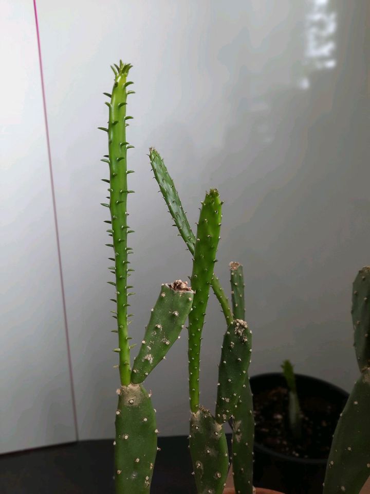 Kaktus ableger in Schelklingen