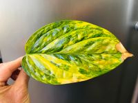 Monstera Peru Karstenianum Variegata vorgewurzelt Friedrichshain-Kreuzberg - Kreuzberg Vorschau