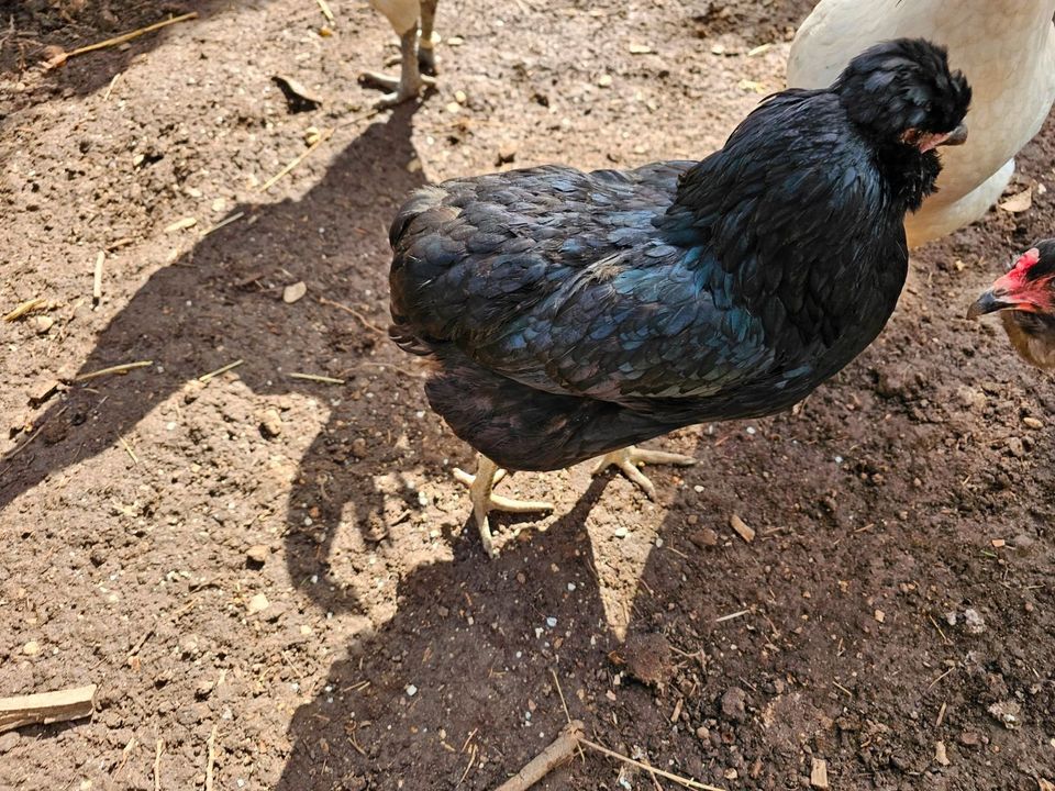 Araucana x Ga Hmong Bruteier Gahmong Grünleger Hühner in Pleidelsheim