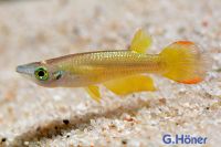 Aplocheilus lineatus „gold“ / Streifenhechtling "Goldform" Nordrhein-Westfalen - Löhne Vorschau