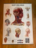 Anatomie Poster 70x100cm Kopf und Hals München - Schwanthalerhöhe Vorschau