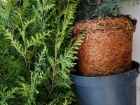 Thuja Brabant  - hochwertige Heckenpflanzen mit Versand Köln - Porz Vorschau