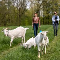 Für alle die keinen Bock haben! Ziegenwanderung Sachsen - Liebstadt Vorschau