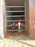 Jersey x Holstein Kuhkälber abzugeben, Bioland. Baden-Württemberg - Baltmannsweiler Vorschau