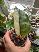 Aglaonema Commutatum “Manilas Pride” Variegata  Rarität Rare Thüringen - Erfurt Vorschau