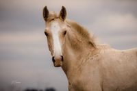 Lusitano Hengst Palomino APSL Hessen - Karben Vorschau