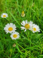 Gänseblümchen-Samen, besonders insektenfreundlich Bayern - Mömbris Vorschau