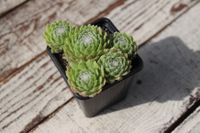 Spinnweb Hauswurz - Sempervivum arachnoideum Sukkulenten Pflanze Bayern - Veitshöchheim Vorschau