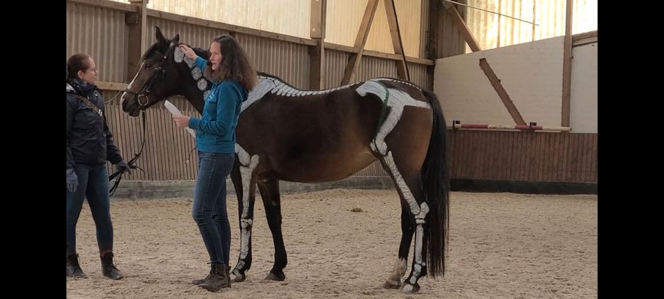 Pferdetraining, Pferdeosteopathie, Pferdephysiotherapie in Saarlouis