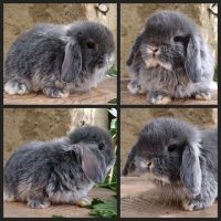 Mini Lop Rammler Blau WG HT BAT Sachsen-Anhalt - Aspenstedt Vorschau