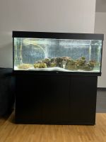 Juwel Aquariumfische 300€ München - Bogenhausen Vorschau