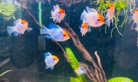 Aquarium/ Fische/ Beratung Kreis Pinneberg - Halstenbek Vorschau