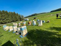 Carnica Bienenvölker Rheinland-Pfalz - Dierdorf Vorschau